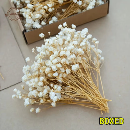 50pcs Dry Flowers Baby's Breath Bouquet Gypsophila Floral Arrangement Wedding Party Decor Vase DIY Table Pampas Grass Decoration - LUCKY COLLECTION