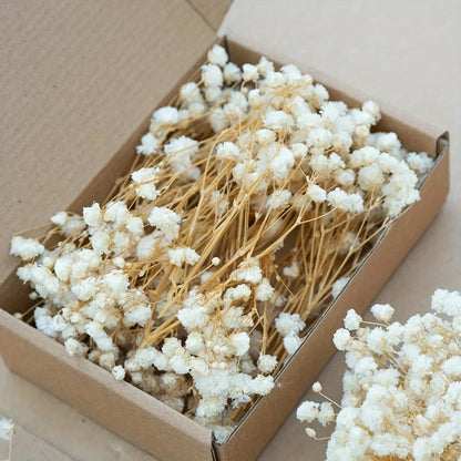 50pcs Dry Flowers Baby's Breath Bouquet Gypsophila Floral Arrangement Wedding Party Decor Vase DIY Table Pampas Grass Decoration - LUCKY COLLECTION